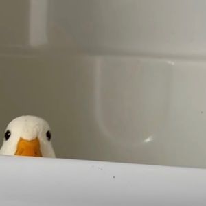 Meet your Posher, Annalise